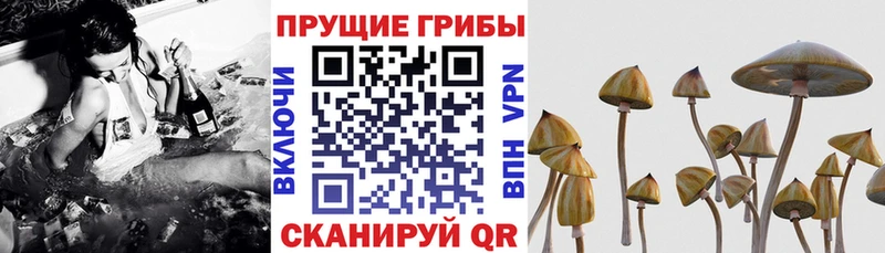 Купить закладки  Боготол  Псилоцибиновые грибы мицелий 